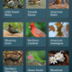 Image for article titled This New App Is Like Shazam for Your Nature Photos